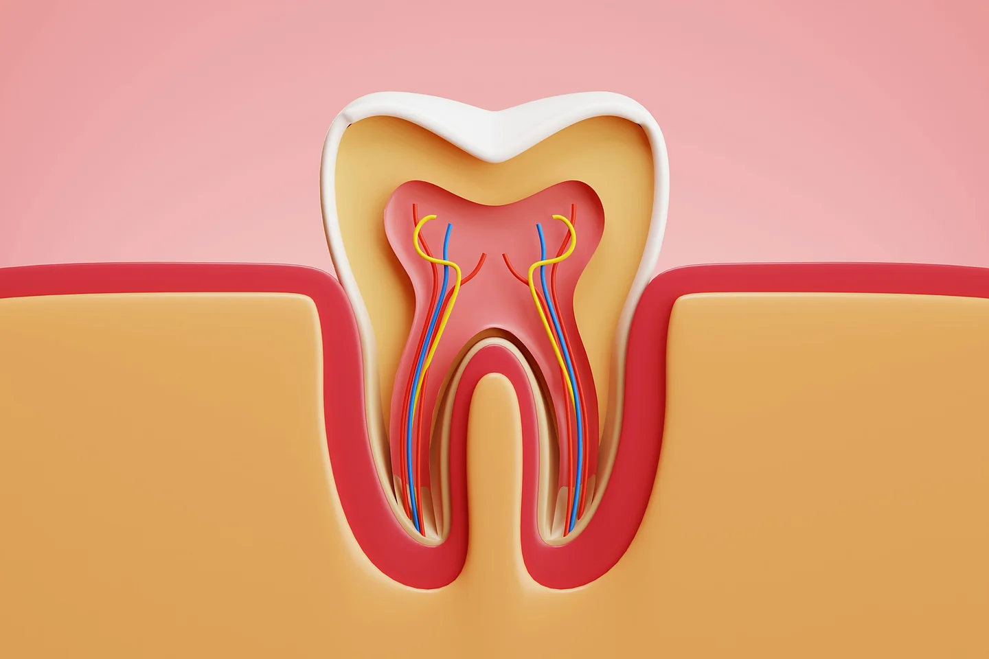 3D-Illustration eines Zahns im Querschnitt, rosa